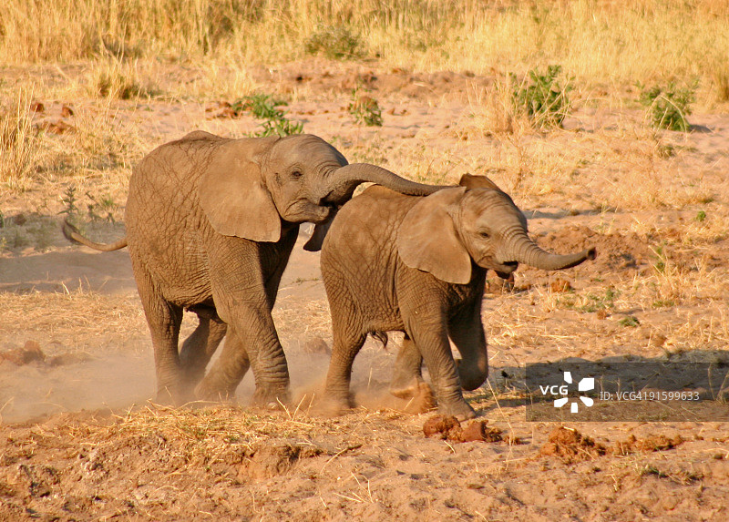 大象标签图片素材