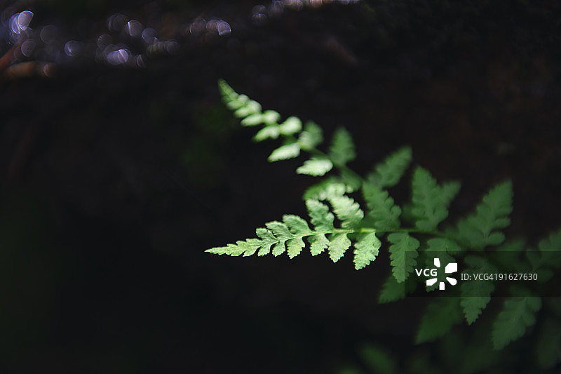 叶子图片素材
