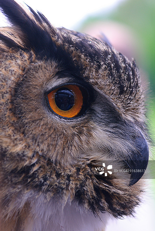 欧亚鹰枭图片素材