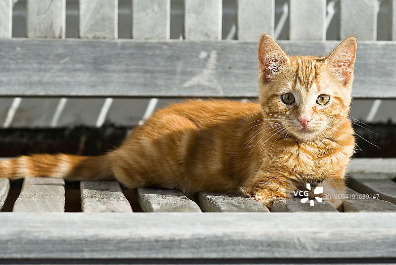 姜黄猫在长凳上图片素材