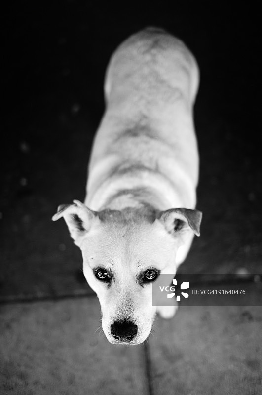 海耶斯犬图片素材