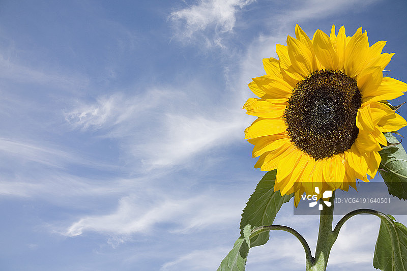 蓝天下的大向日葵图片素材