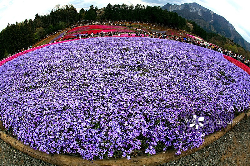花朵地毯图片素材