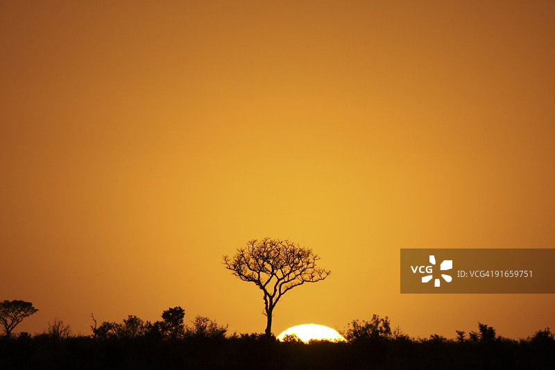 南非姆普马兰加省的克鲁格国家公园图片素材