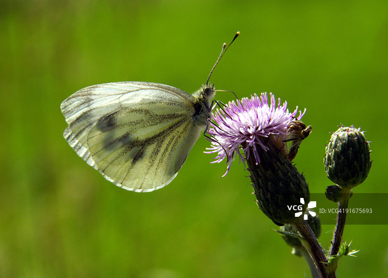 草地花朵上的卷心菜白蝴蝶图片素材