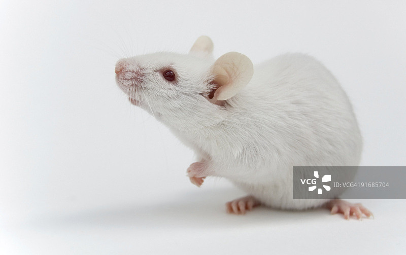 白色小鼠图片素材