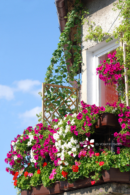 鲜花阳台图片素材