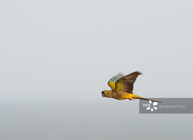 飞翔的鹦鹉图片素材