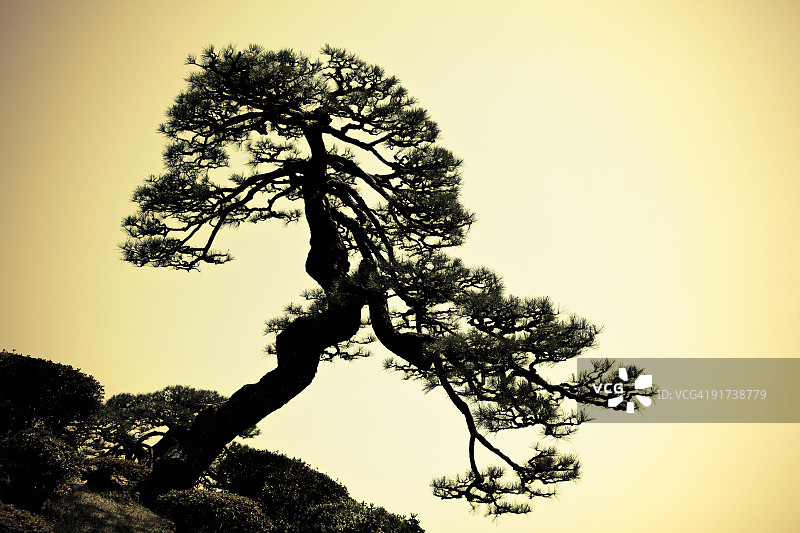 日本树木剪影图片素材