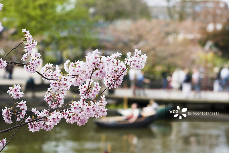 蒂沃利花园里的樱花树图片素材
