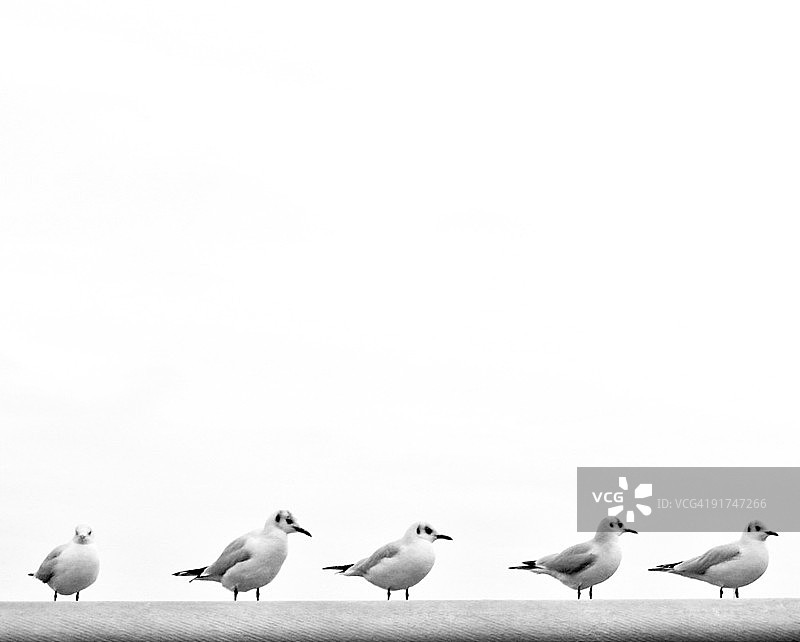 一群鸟图片素材