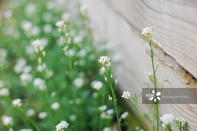 格林威尔的春天图片素材