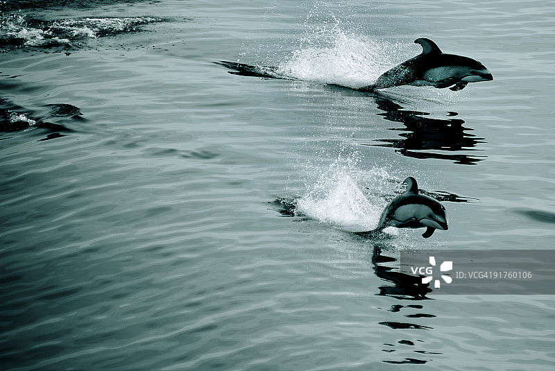 一群海豚图片素材
