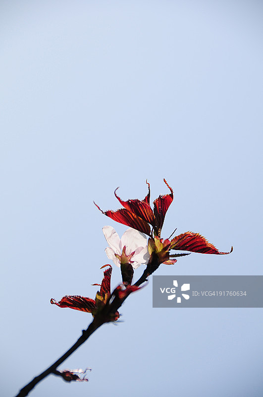 樱花图片素材