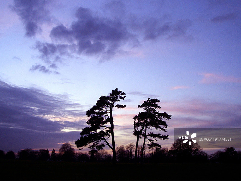 冬季日落时分的树木剪影图片素材