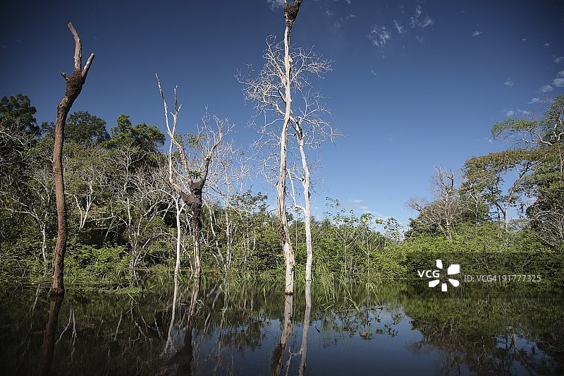 巴西亚马逊丛林河流中被洪水淹没的区域图片素材