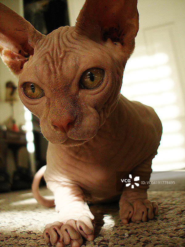 猫近距离图片素材