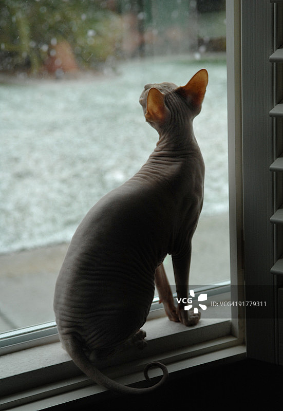 斯芬克斯猫咪在窗边看雪图片素材