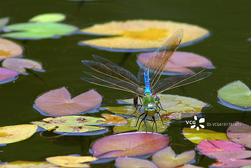 绿 darner 蜻蜓图片素材