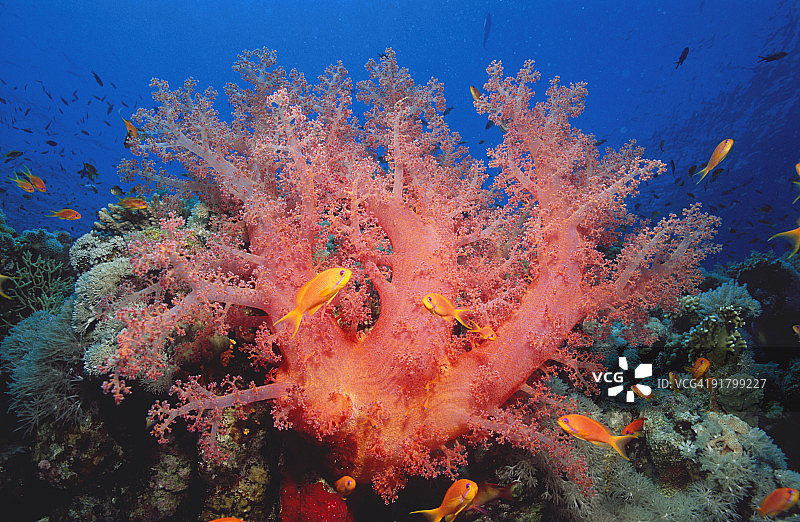 水下游泳的鱼图片素材