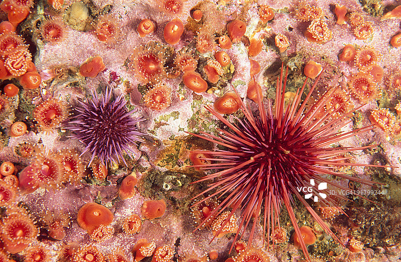 珊瑚上的海胆图片素材