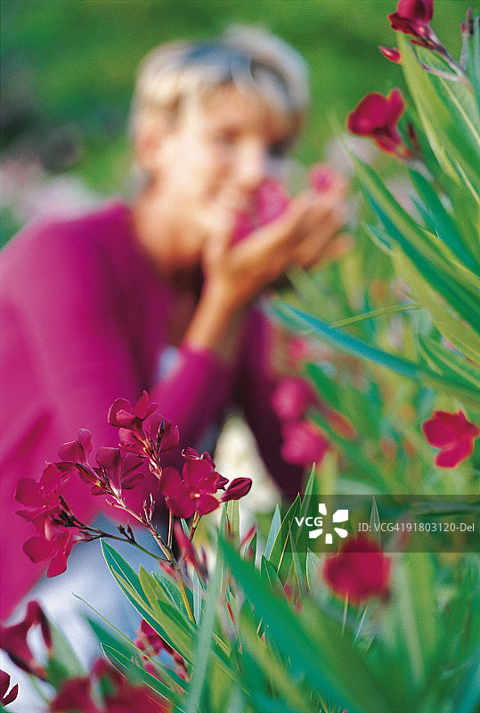 女人闻花香图片素材
