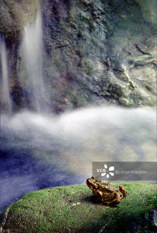 瀑布旁的青蛙图片素材
