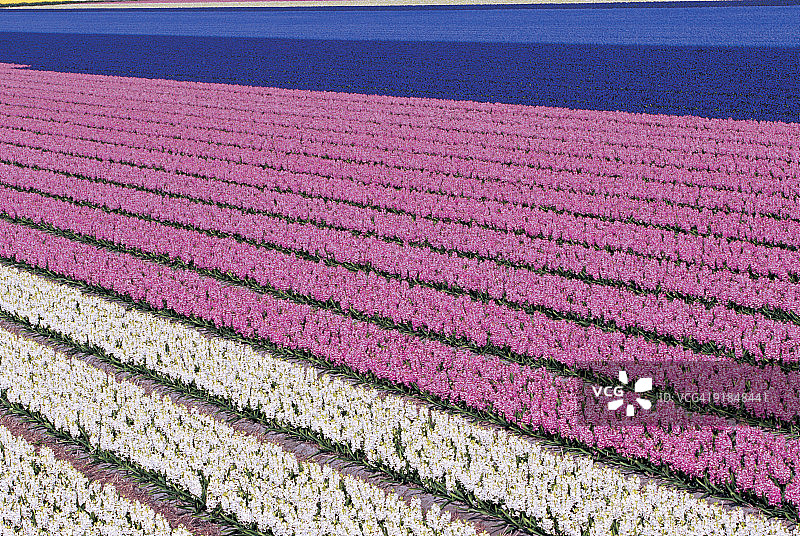 色彩鲜艳的荷兰花田图片素材