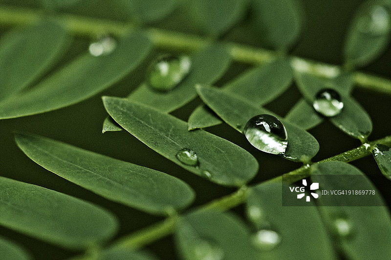 叶子上的雨滴图片素材