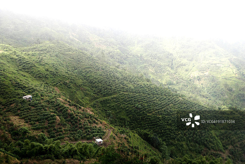 牙买加咖啡种植园图片素材