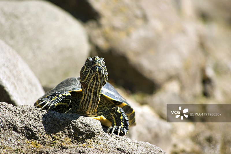 红耳龟图片素材
