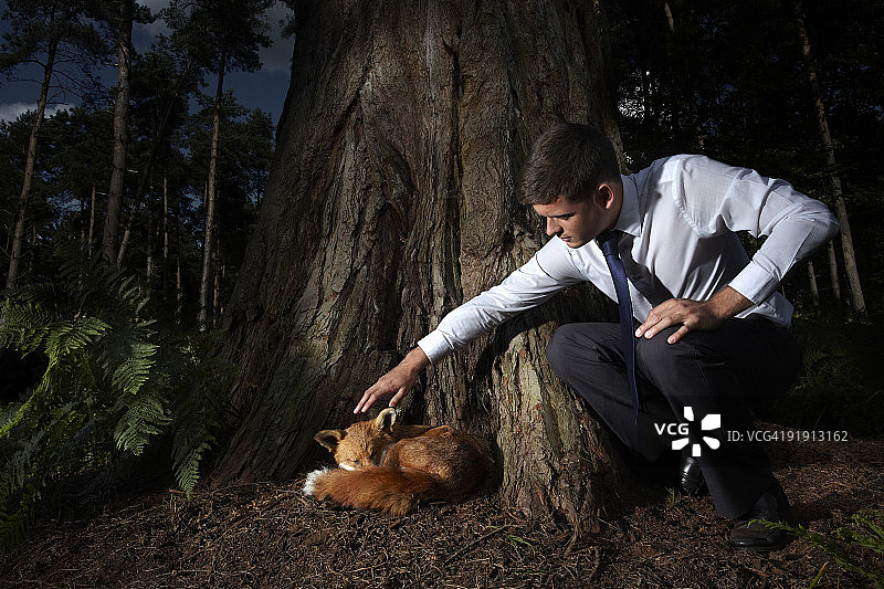商人伸手触摸睡着的狐狸图片素材