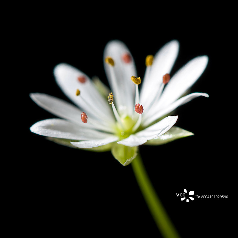 繁缕花图片素材