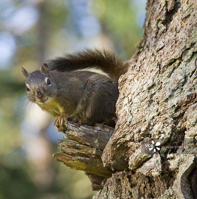 微笑的松鼠图片素材