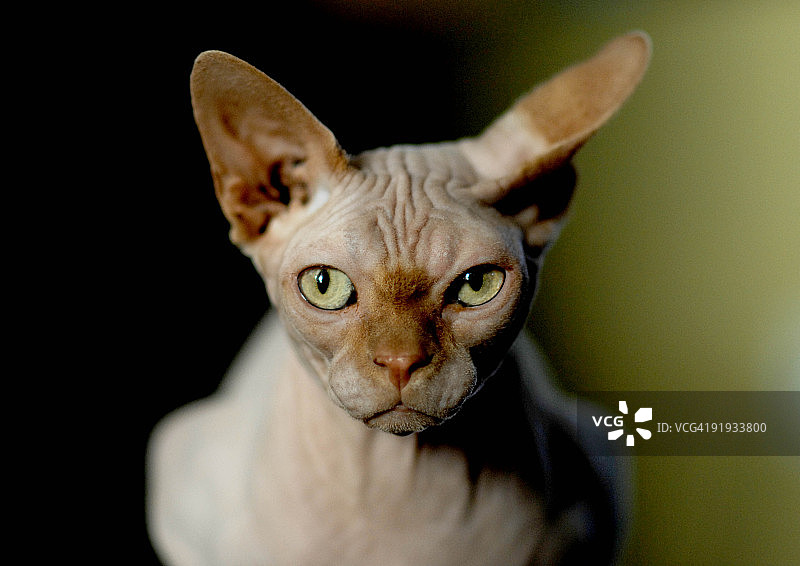 斯芬克斯猫特写图片素材
