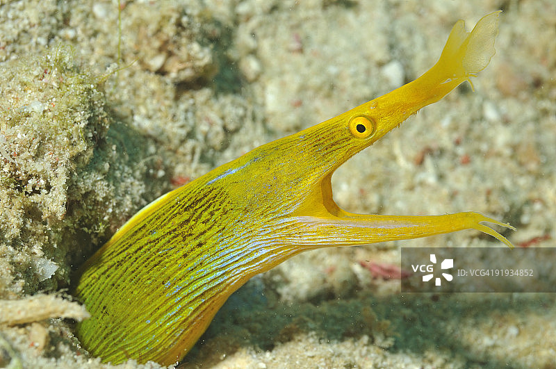 黄色丝带鳗图片素材
