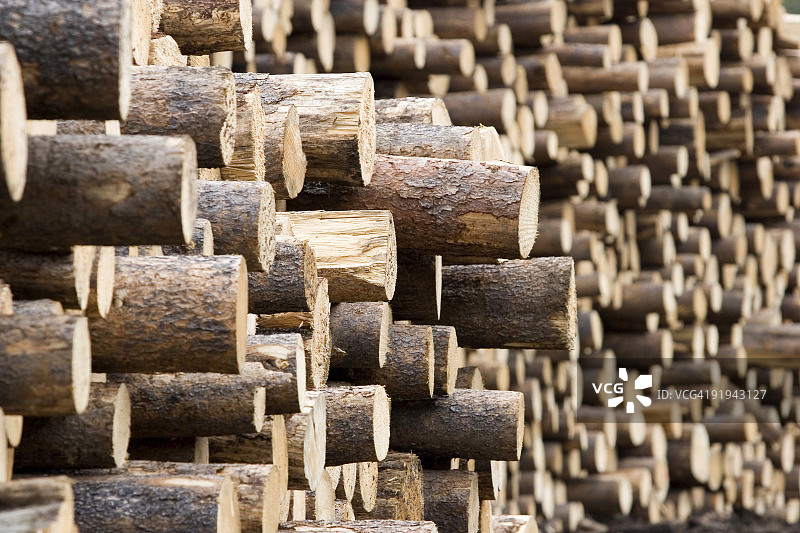 大量木材端头图片素材