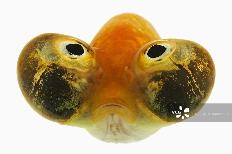 朝天眼金鱼（Carassius auratus），具有细长卵形身体和非常独特的向上眼睛的双尾金鱼品种，白色背景上的工作室拍摄图片素材