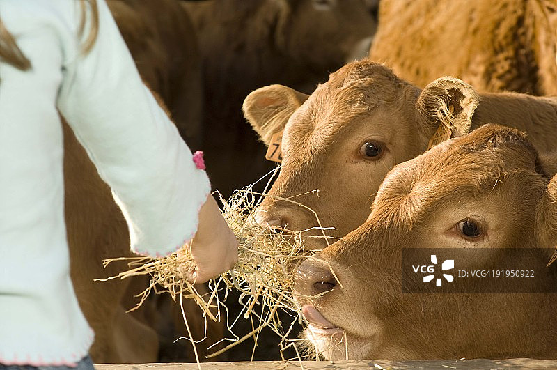小女孩喂羊羔的细节特写图片素材
