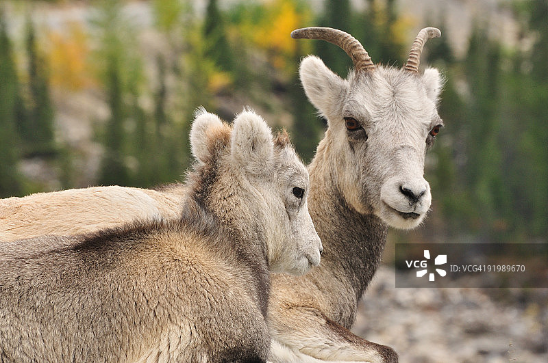 石羊和小羊图片素材