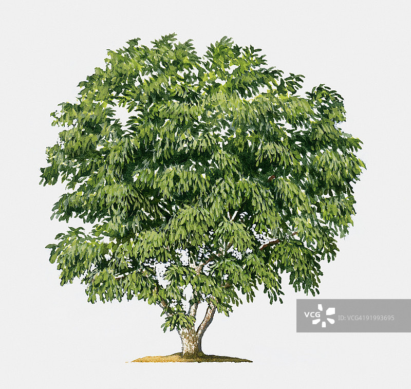 绿叶茂盛的小变叶木插画图片素材