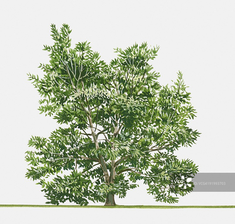 石栎（日本石栎）插画，一种原产于日本的常绿乔木图片素材