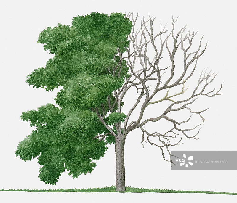盐肤木（漆树）插画，落叶树，展示夏季树叶和冬季树枝图片素材