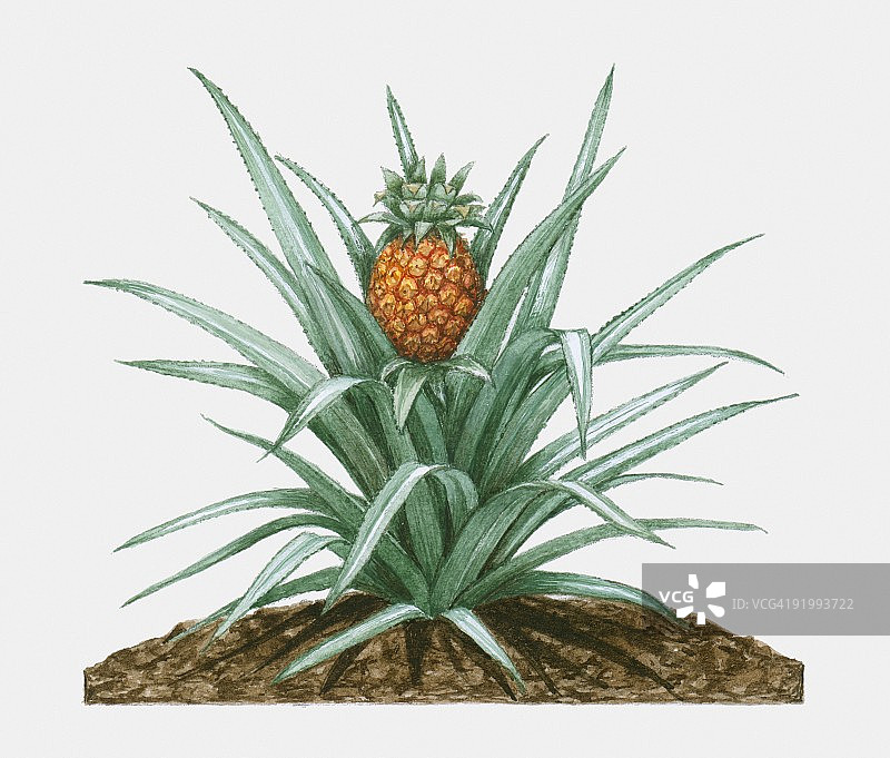 凤梨插画：草本多年生植物，展示绿叶和成熟果实图片素材