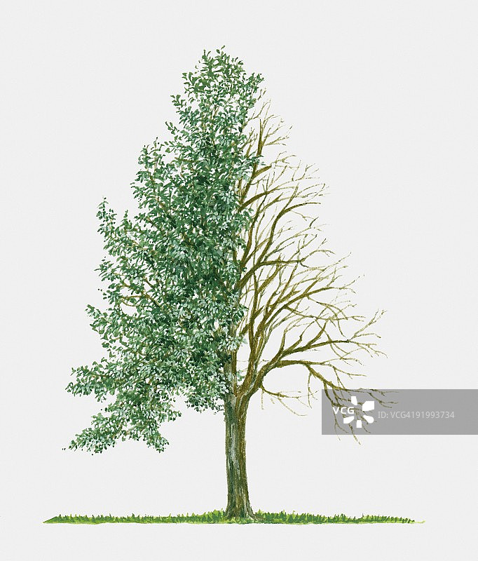 沙枣树的夏叶与冬枝插画图片素材