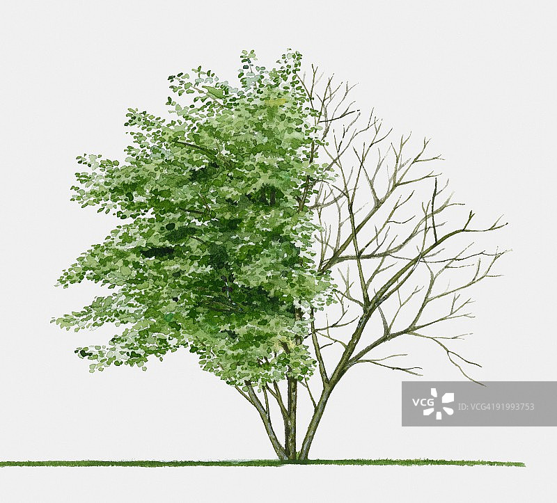 6月莓夏季树叶小树插画图片素材