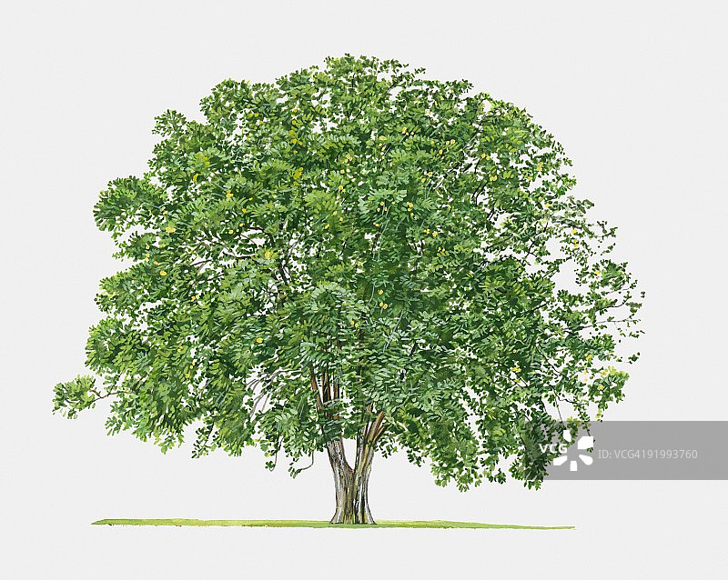 印度腊肠树（金雨树）插画，一种落叶或半常绿乔木图片素材