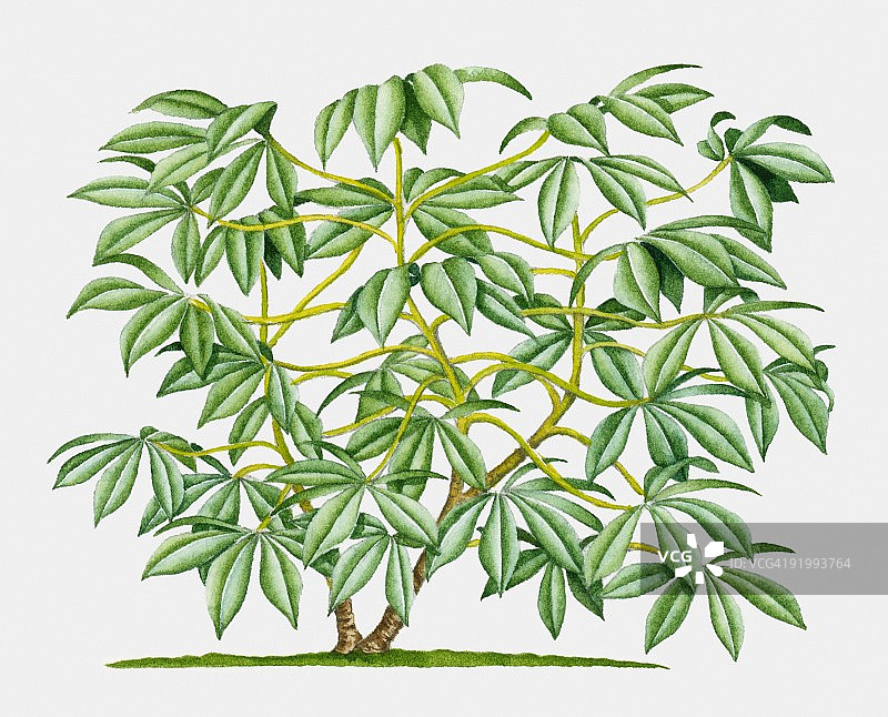 木薯（丝兰）热带灌木与绿叶插画图片素材