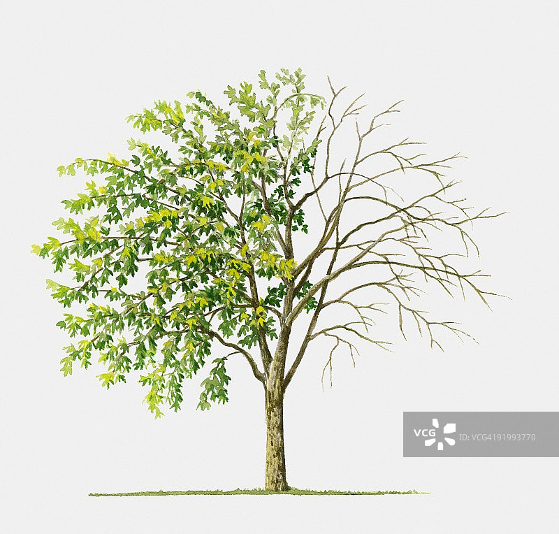 金链花树的插图：一种落叶乔木，展示了夏季的树叶和花朵图片素材