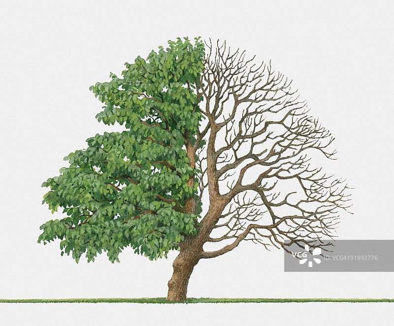 黑桑树插画：夏季绿叶与冬季裸枝图片素材